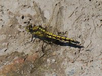 Grosser Blaupfeil (Orthetrum cancellatum) - Weibchen